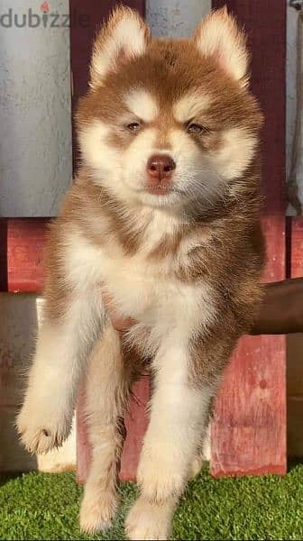 puppy husky for sale 2