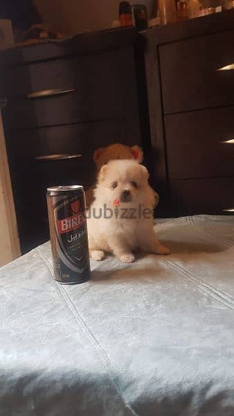 pomarenian puppy    بومارنين