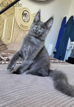 Mâle  Maine coon blue smoke  purebred