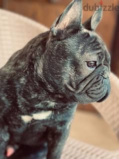 For Sale pure French bulldog Male with pedigree