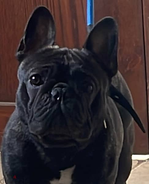 For Sale pure French bulldog Male with pedigree 1