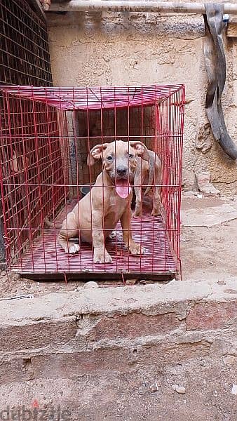 american pitbull puppies 0