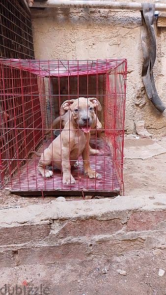 american pitbull puppies 1