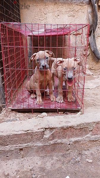 american pitbull puppies 2