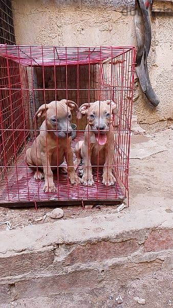 american pitbull puppies 3