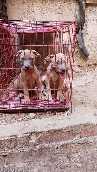 american pitbull puppies 4