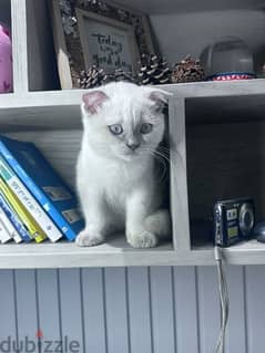 Brown point white Scottish Fold boy