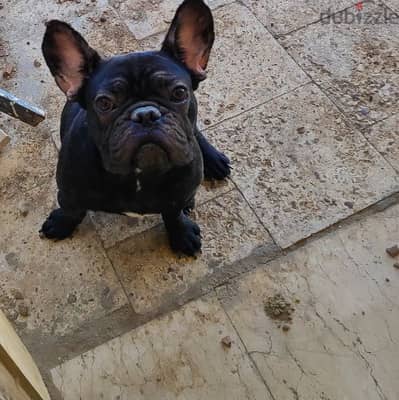 french bulldog 9 months