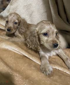 cocker spaniel