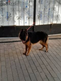 German shepherd