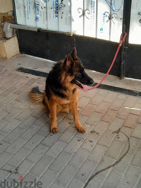 German shepherd 2