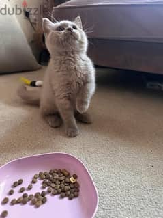 Scottish fold kitten 2 months old