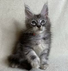 Adorable Maine coon males from Russia