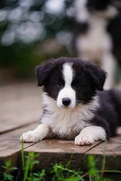 imported border collie puppies From Russia