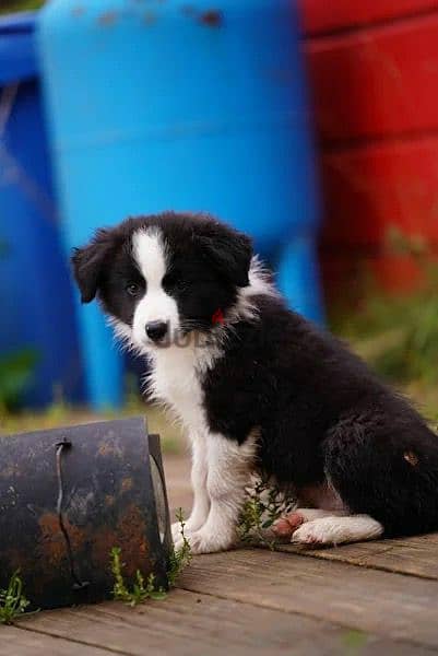 imported border collie puppies From Russia 1