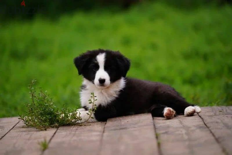 imported border collie puppies From Russia 2