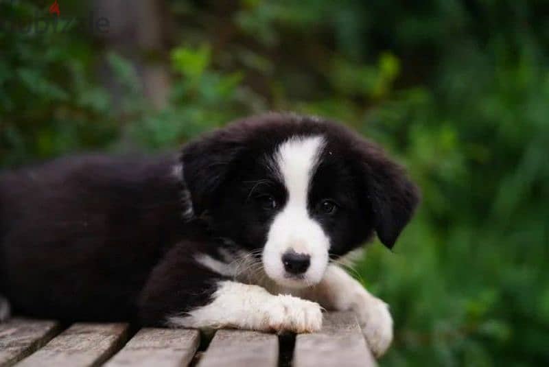 imported border collie puppies From Russia 3