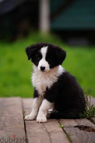 imported border collie puppies From Russia 4