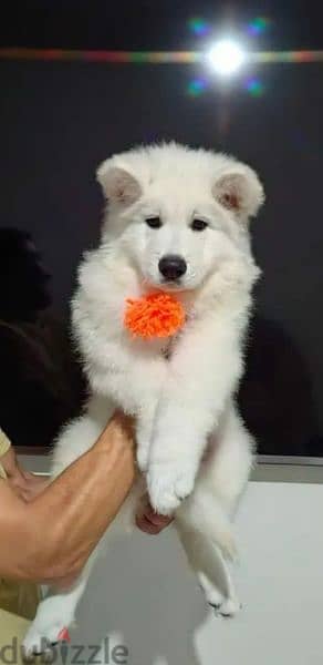 Imported white Swiss shepherd from Russia