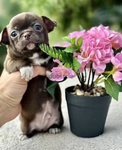 Amazing Mini Chihuahua boys puppies from Russia 0