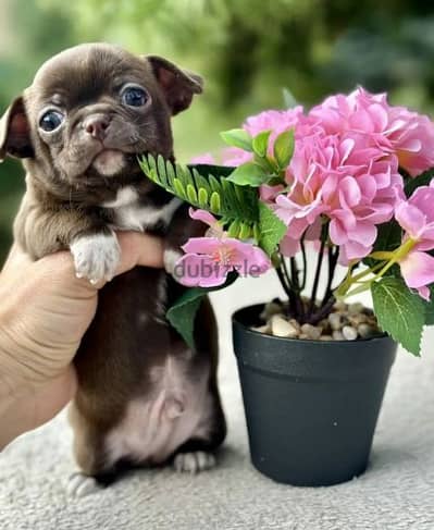 Amazing Mini Chihuahua boys puppies from Russia