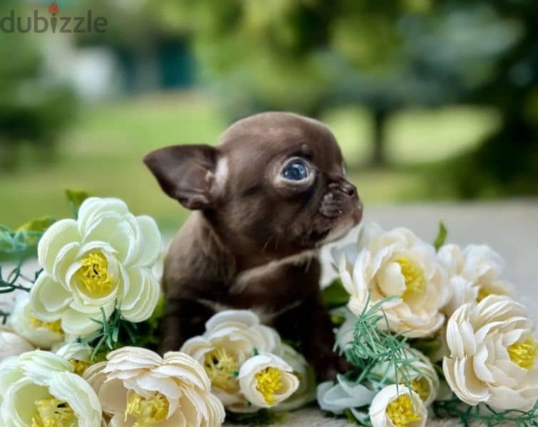 Amazing Mini Chihuahua boys puppies from Russia 1