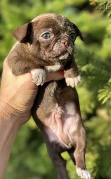 Amazing Mini Chihuahua boys puppies from Russia 2