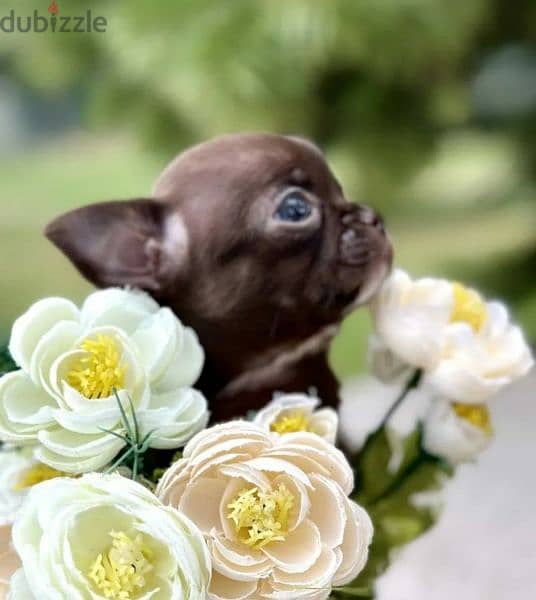 Amazing Mini Chihuahua boys puppies from Russia 3