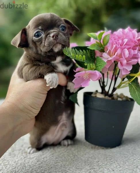 Amazing Mini Chihuahua boys puppies from Russia 4