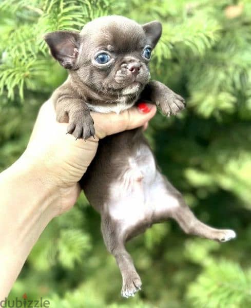 Amazing Mini Chihuahua boys puppies from Russia 5