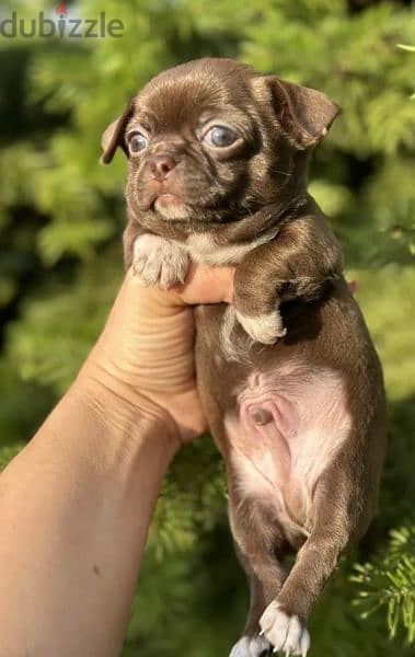 Amazing Mini Chihuahua boys puppies from Russia 6