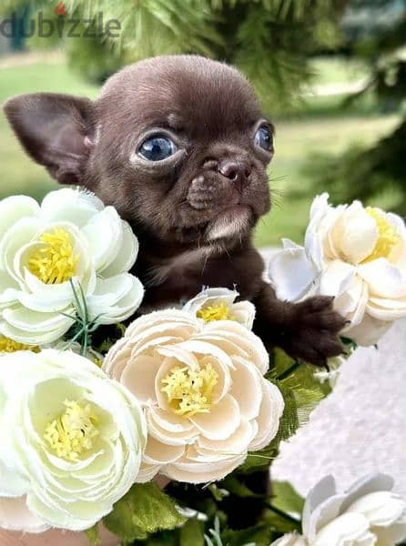 Amazing Mini Chihuahua boys puppies from Russia 7