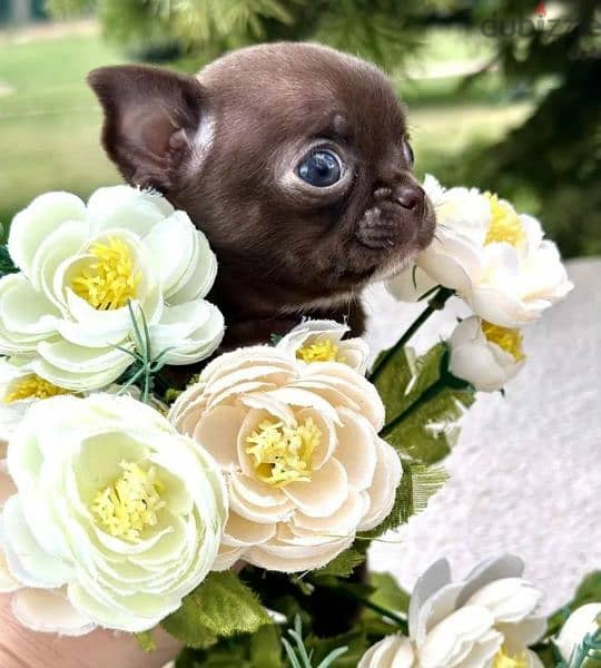 Amazing Mini Chihuahua boys puppies from Russia 8