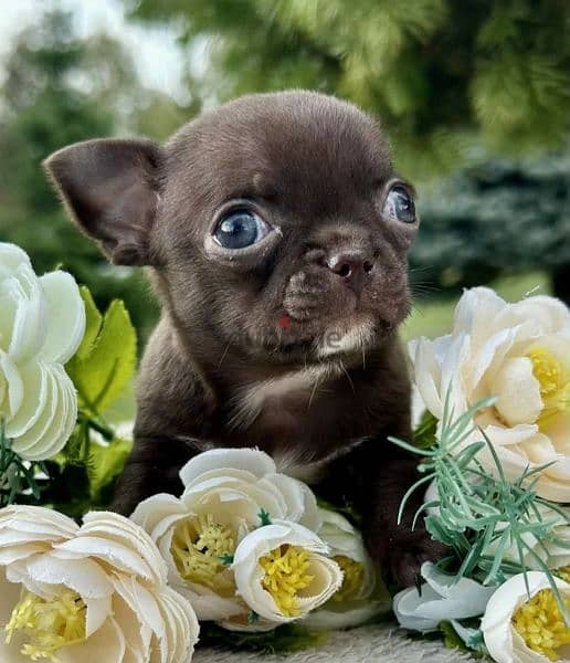 Amazing Mini Chihuahua boys puppies from Russia 9