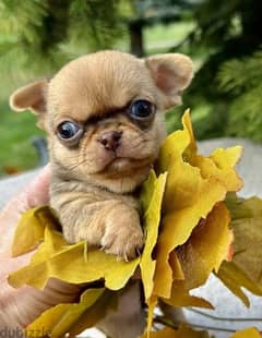 Amazing Mini Chihuahua boys from Russia