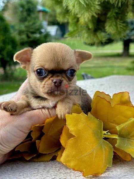 Amazing Mini Chihuahua boys from Russia 1