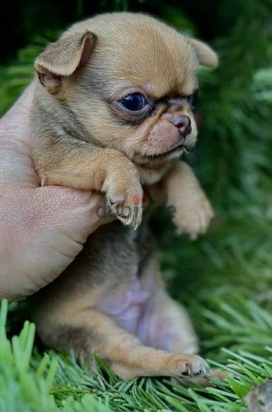 Amazing Mini Chihuahua boys from Russia 2