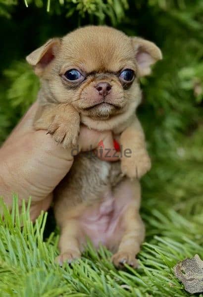 Amazing Mini Chihuahua boys from Russia 3