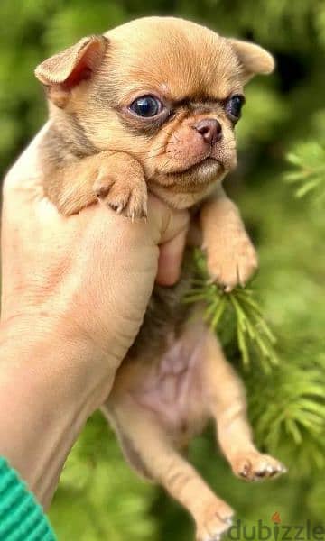 Amazing Mini Chihuahua boys from Russia 4