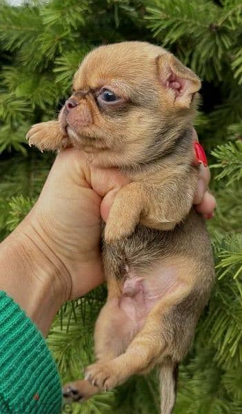 Amazing Mini Chihuahua boys from Russia 5