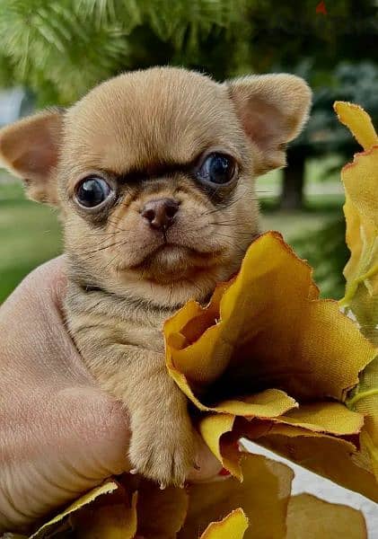 Amazing Mini Chihuahua boys from Russia 7