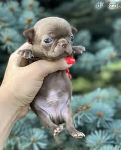 Amazing Mini Chihuahua Females From Russia