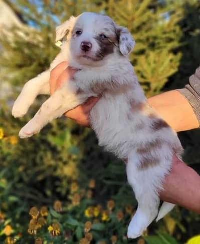 Imported border collie puppy female marble with Fci documents