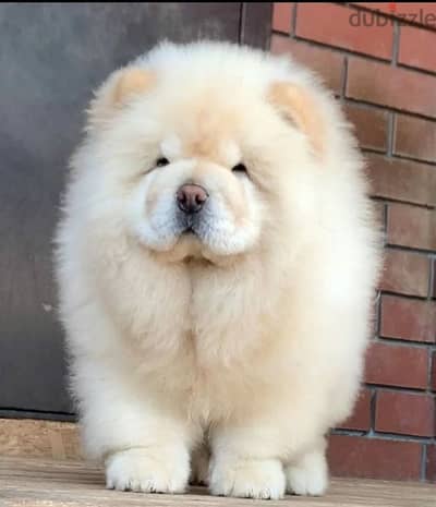 the best Chow chow female From Russia