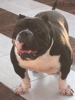 Available Now Male from Naruto x Eva Bully-بولي