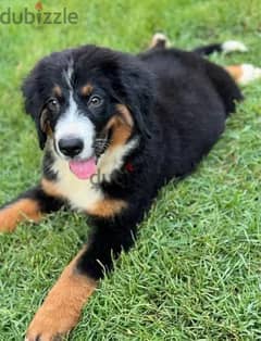 mountain bernese dog , كلبه مونتن ببرنيس