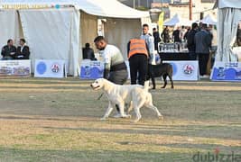 Central Asia shepherd dog