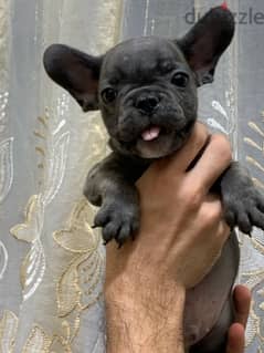 French bulldog