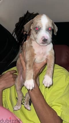 pitbull puppy جرو بيتبول