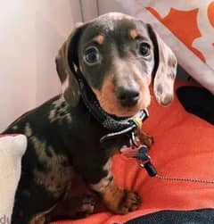 Dachshund puppies for sale from Europe 0